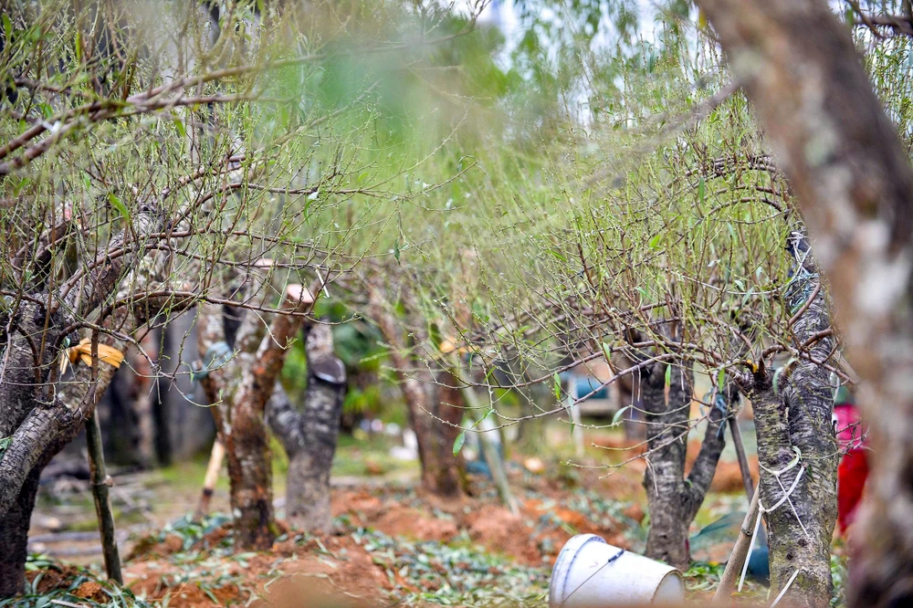 Khi “thủ phủ” đào phai xứ Thanh trút lá chờ Tết Nguyên đán -3.jpg