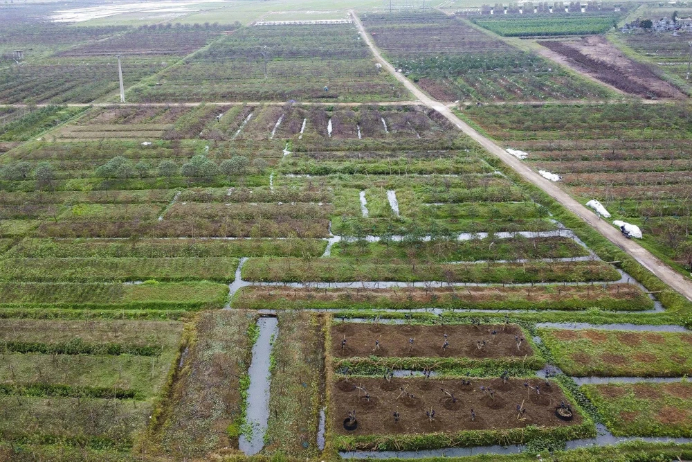 Khi “thủ phủ” đào phai xứ Thanh trút lá chờ Tết Nguyên đán -.jpg