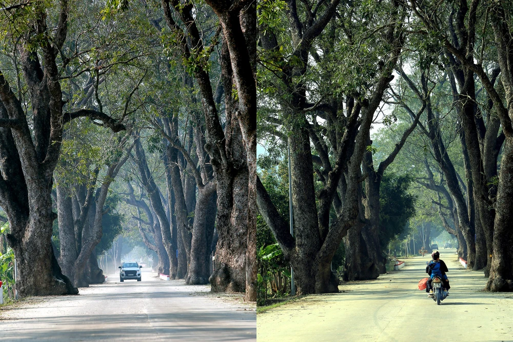 Ngắm hàng di sản trăm năm hiếm có ở làng quê xứ Thanh -111.JPG