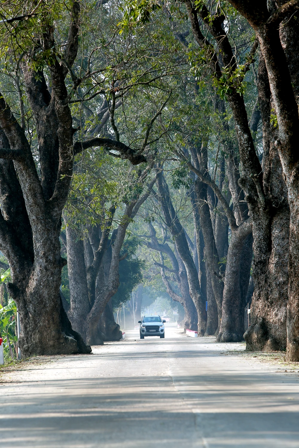 Ngắm hàng di sản trăm năm hiếm có ở làng quê xứ Thanh -3.JPG