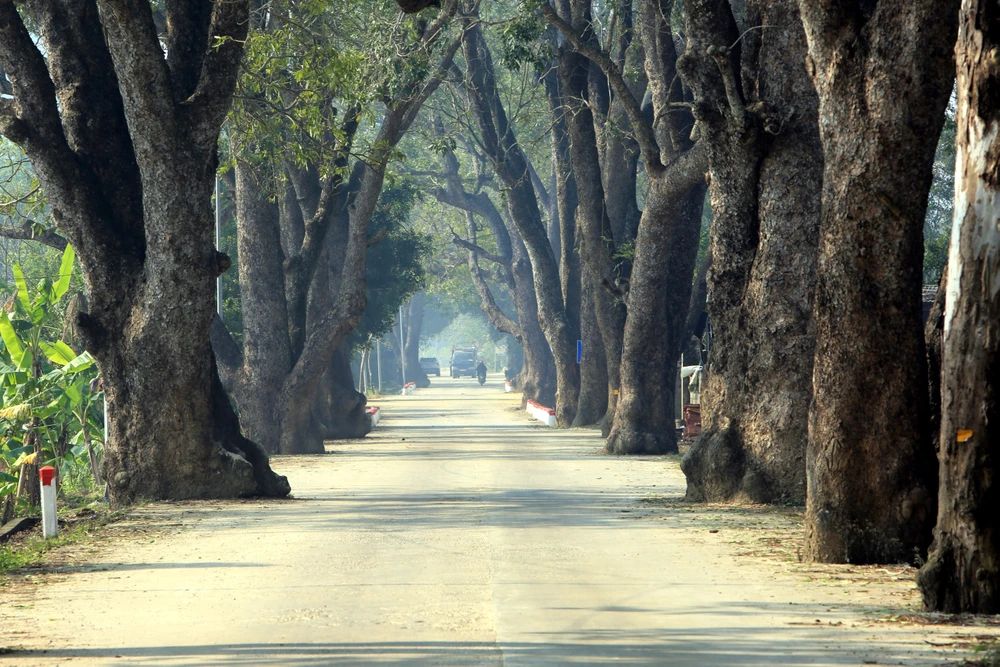 Ngắm hàng di sản trăm năm hiếm có ở làng quê xứ Thanh -4.JPG