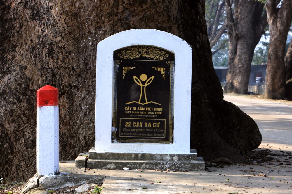 Ngắm hàng di sản trăm năm hiếm có ở làng quê xứ Thanh -5.JPG