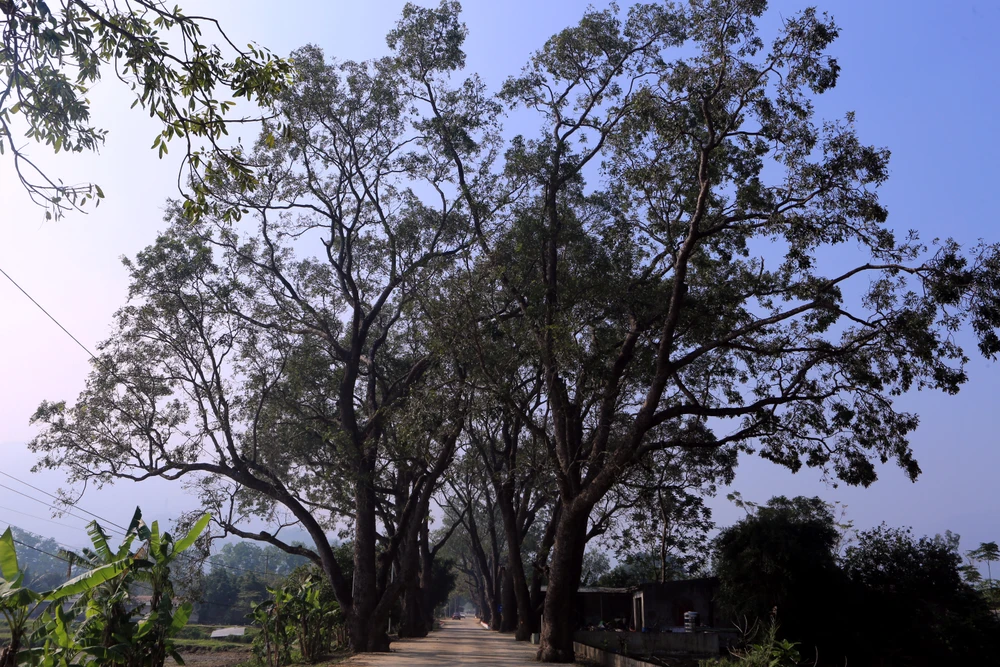 Ngắm hàng di sản trăm năm hiếm có ở làng quê xứ Thanh -511.JPG