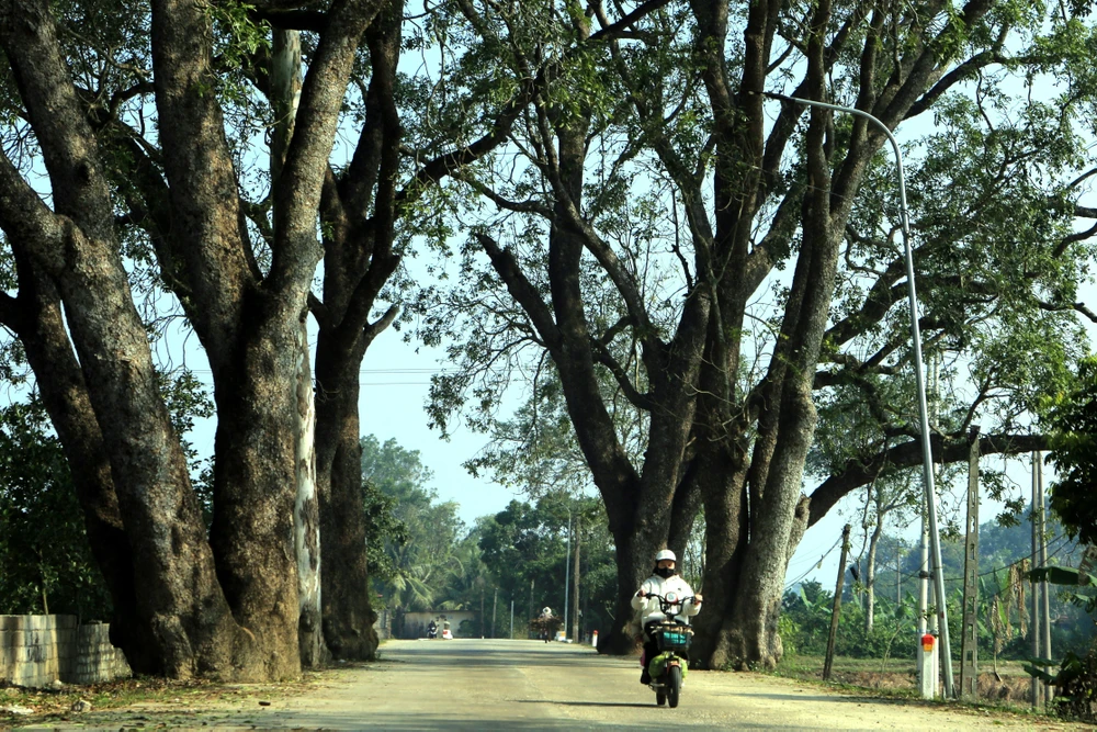 Ngắm hàng di sản trăm năm hiếm có ở làng quê xứ Thanh -512.JPG