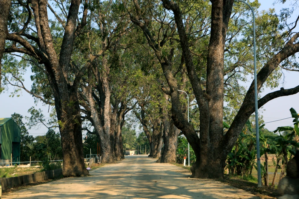 Ngắm hàng di sản trăm năm hiếm có ở làng quê xứ Thanh -514.JPG