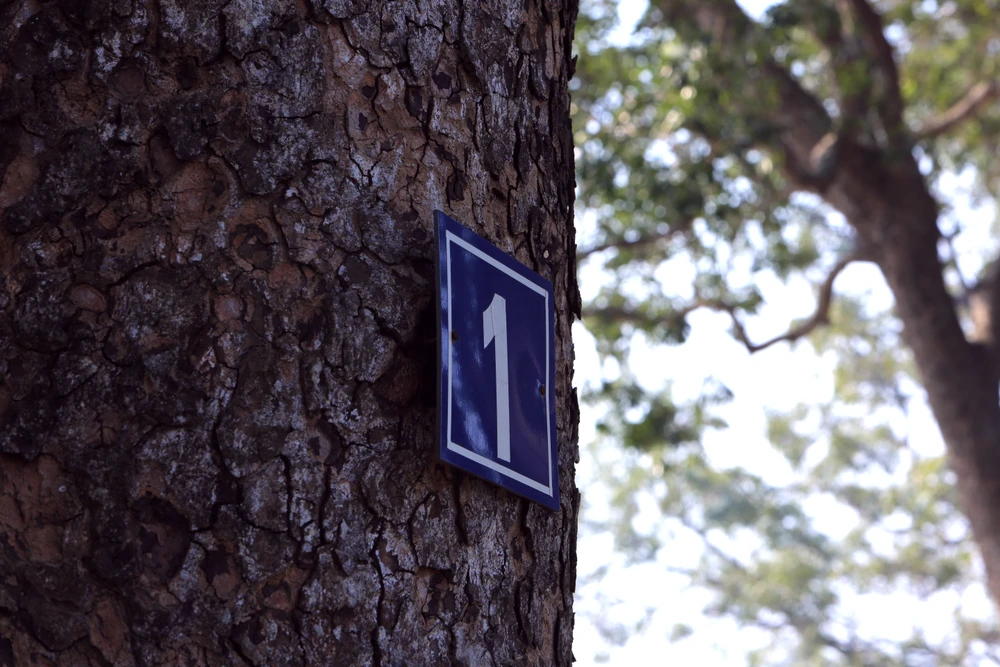 Ngắm hàng di sản trăm năm hiếm có ở làng quê xứ Thanh -57.JPG