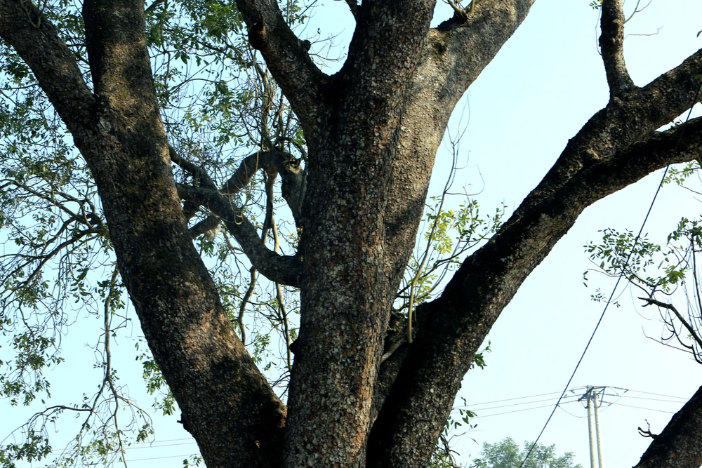 Ngắm hàng di sản trăm năm hiếm có ở làng quê xứ Thanh -58.JPG