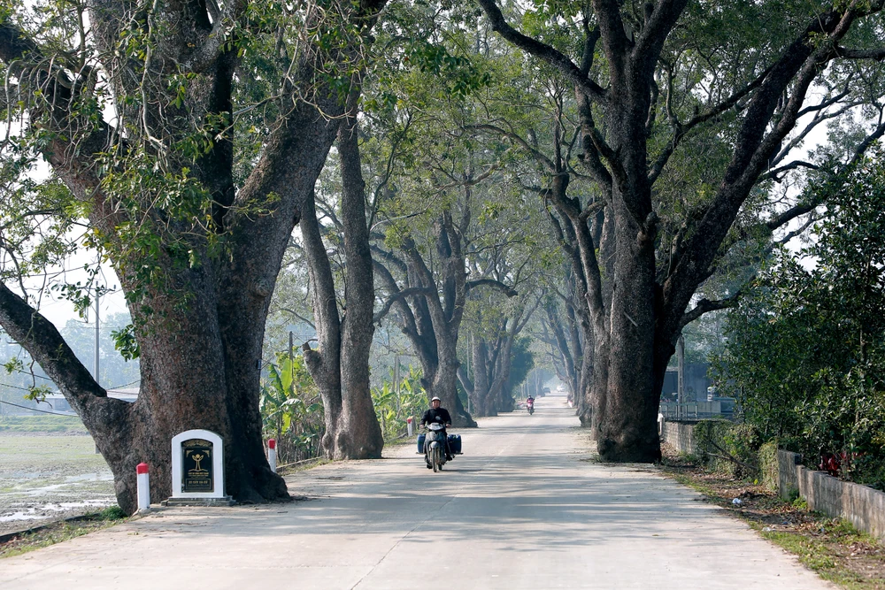 Ngắm hàng di sản trăm năm hiếm có ở làng quê xứ Thanh -.JPG