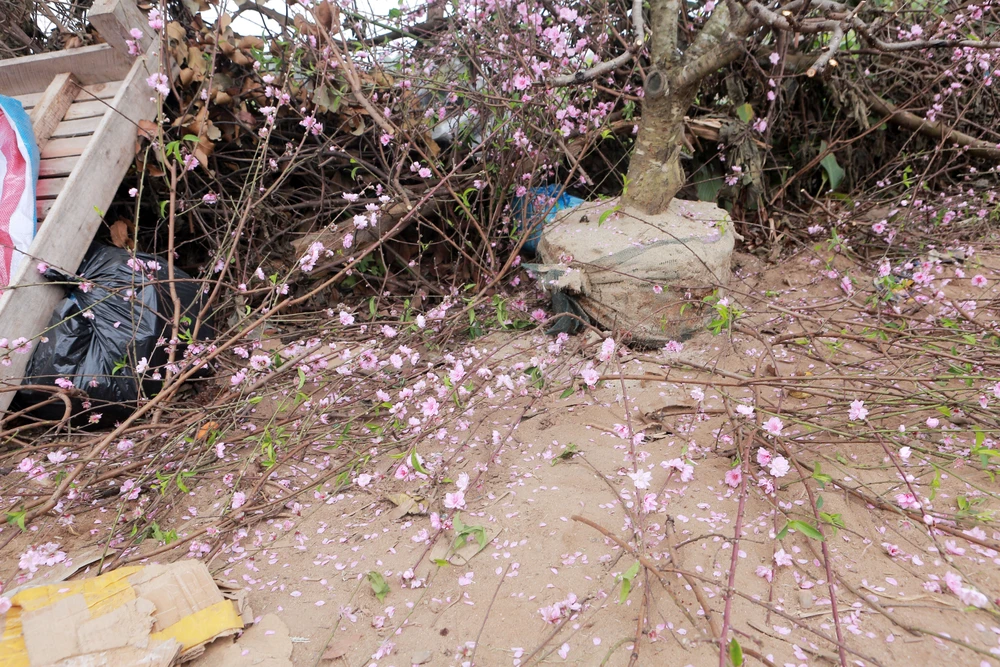 Cận cảnh đào cười, người khóc trên nhiều tuyến phố ở Thanh Hóa-13.JPG