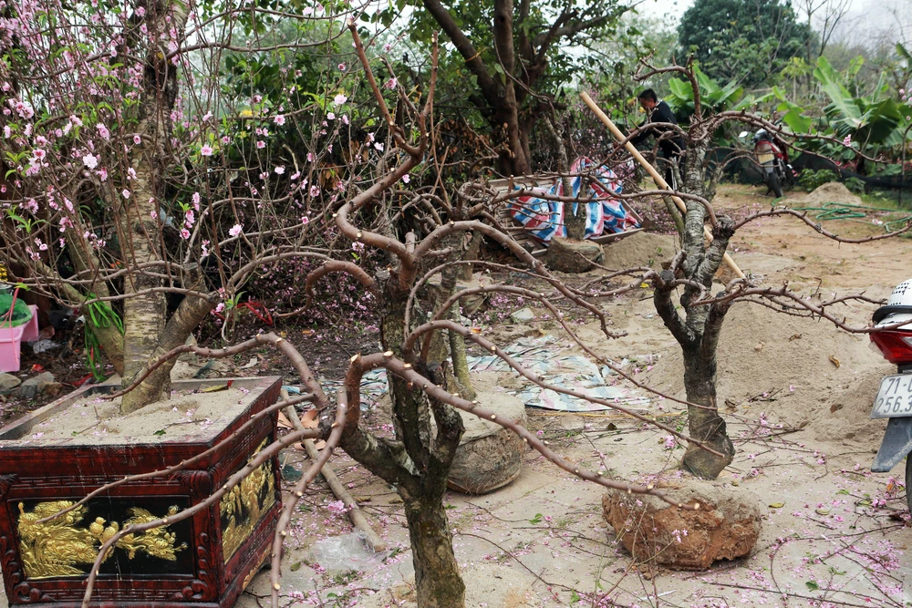 Cận cảnh đào cười, người khóc trên nhiều tuyến phố ở Thanh Hóa-16.JPG