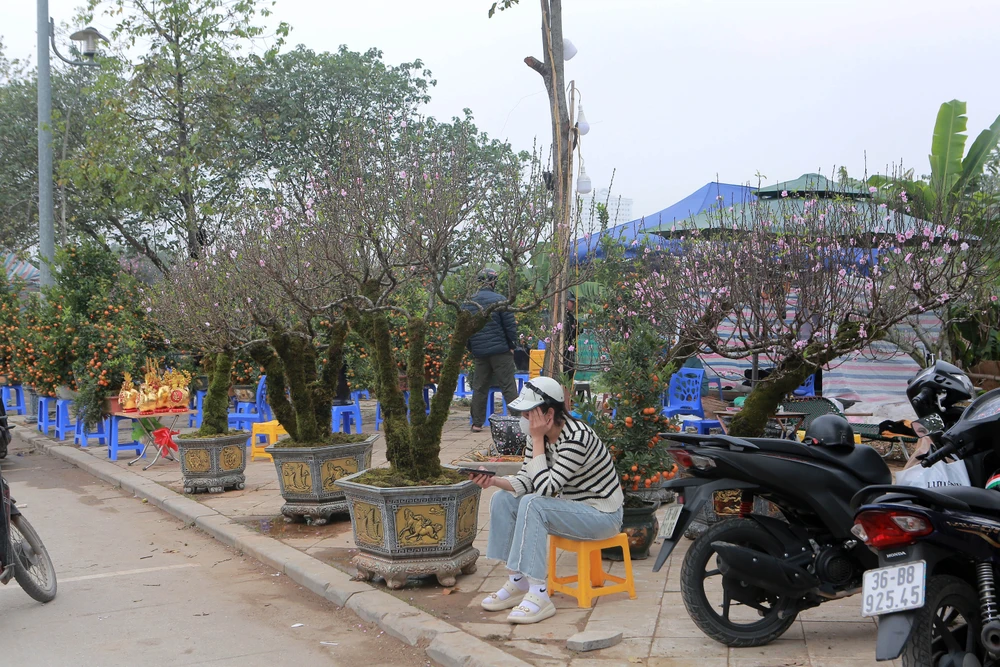 Cận cảnh đào cười, người khóc trên nhiều tuyến phố ở Thanh Hóa-18.JPG