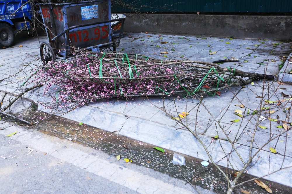 Cận cảnh đào cười, người khóc trên nhiều tuyến phố ở Thanh Hóa-2.JPG