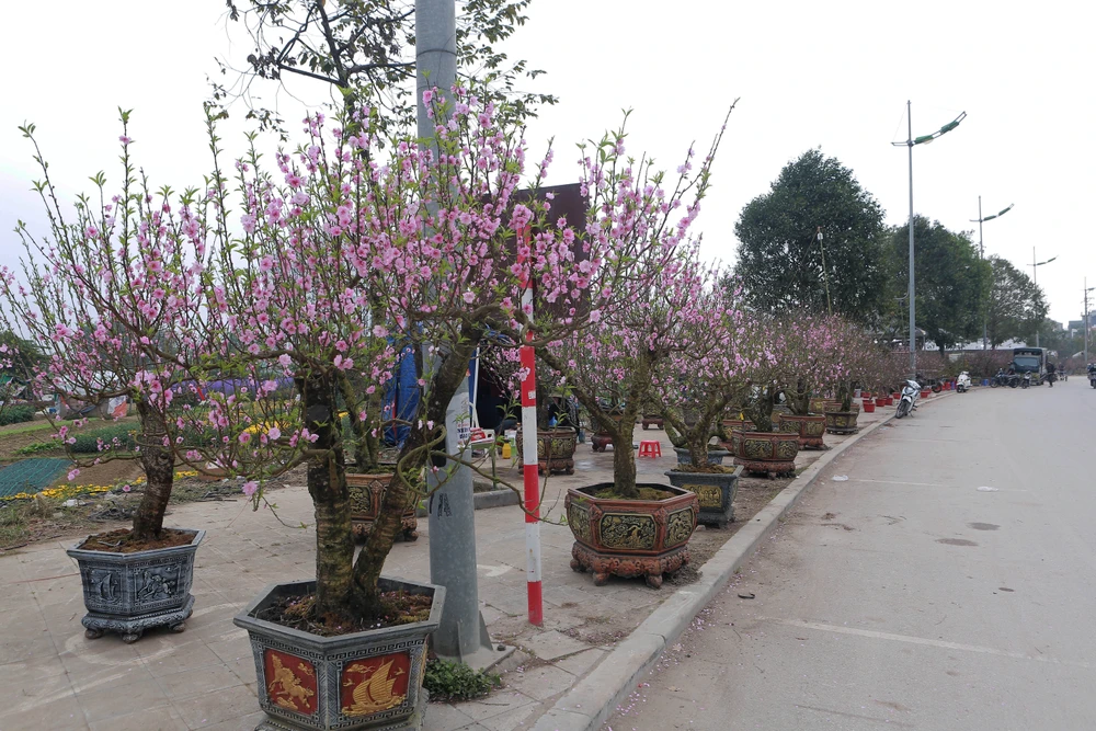 Cận cảnh đào cười, người khóc trên nhiều tuyến phố ở Thanh Hóa-20.JPG