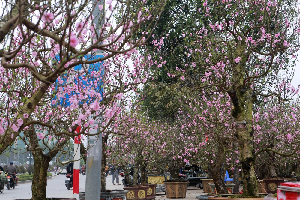 Cận cảnh đào cười, người khóc trên nhiều tuyến phố ở Thanh Hóa-21.JPG