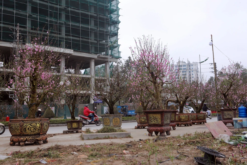 Cận cảnh đào cười, người khóc trên nhiều tuyến phố ở Thanh Hóa-22.JPG