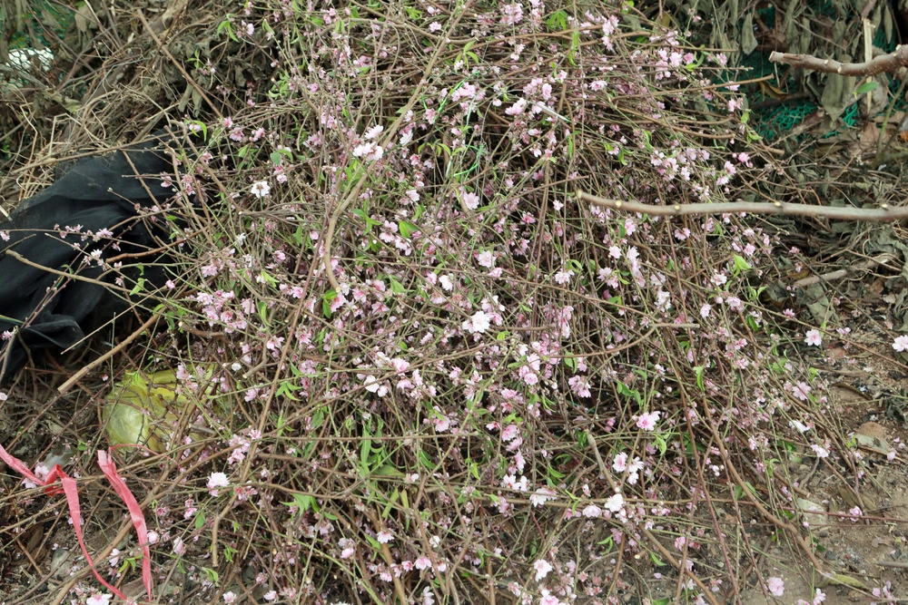 Cận cảnh đào cười, người khóc trên nhiều tuyến phố ở Thanh Hóa-23.JPG