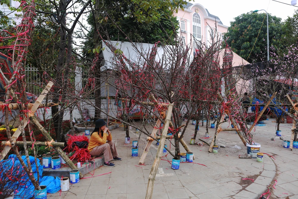 Cận cảnh đào cười, người khóc trên nhiều tuyến phố ở Thanh Hóa-5.JPG