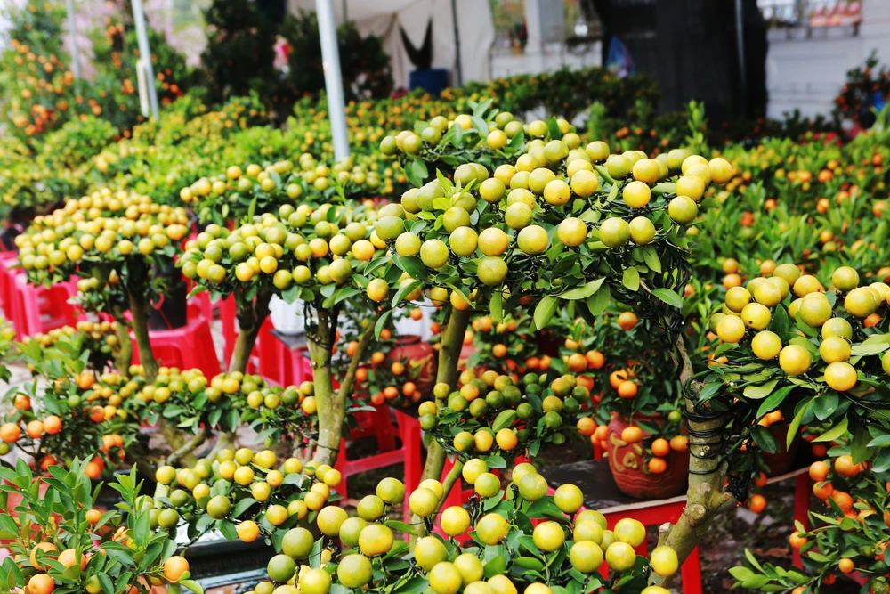 Cận cảnh đào cười, người khóc trên nhiều tuyến phố ở Thanh Hóa-7.JPG