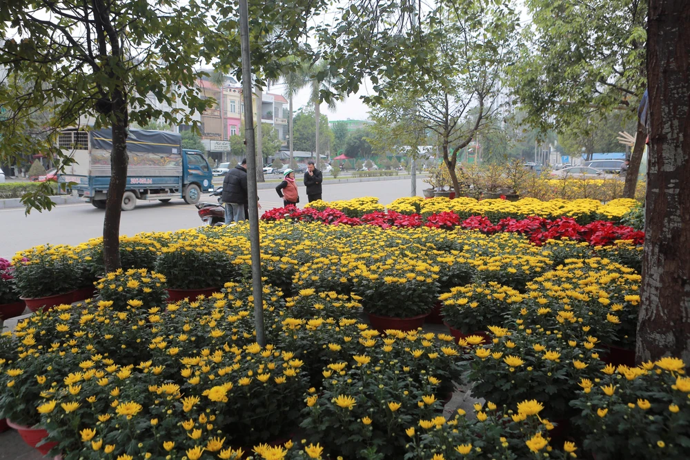 Cận cảnh đào cười, người khóc trên nhiều tuyến phố ở Thanh Hóa-8.JPG