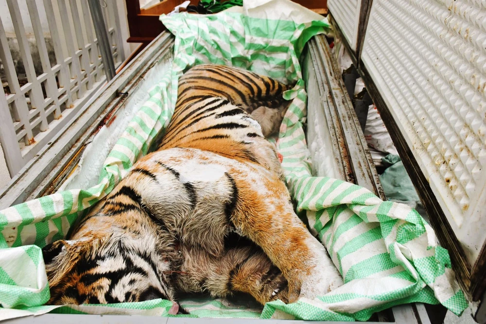 Bắt giam hai người đàn ông trong đường dây mua bán hổ nấu cao 2 tỉ đồng ở Thanh Hóa-2.jpg