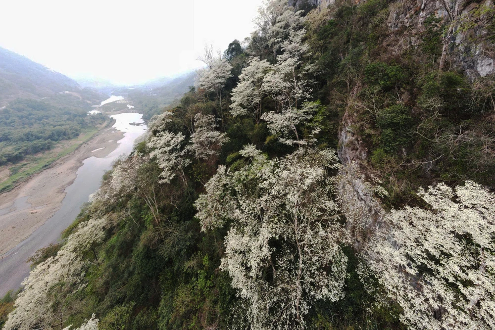 Hoa thàn mát nở trắng tinh khôi giữa núi rừng miền Tây xứ Thanh-13.jpg