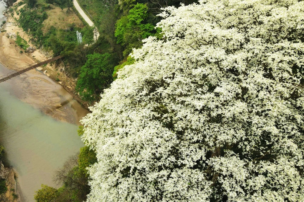 Hoa thàn mát nở trắng tinh khôi giữa núi rừng miền Tây xứ Thanh-15.jpg