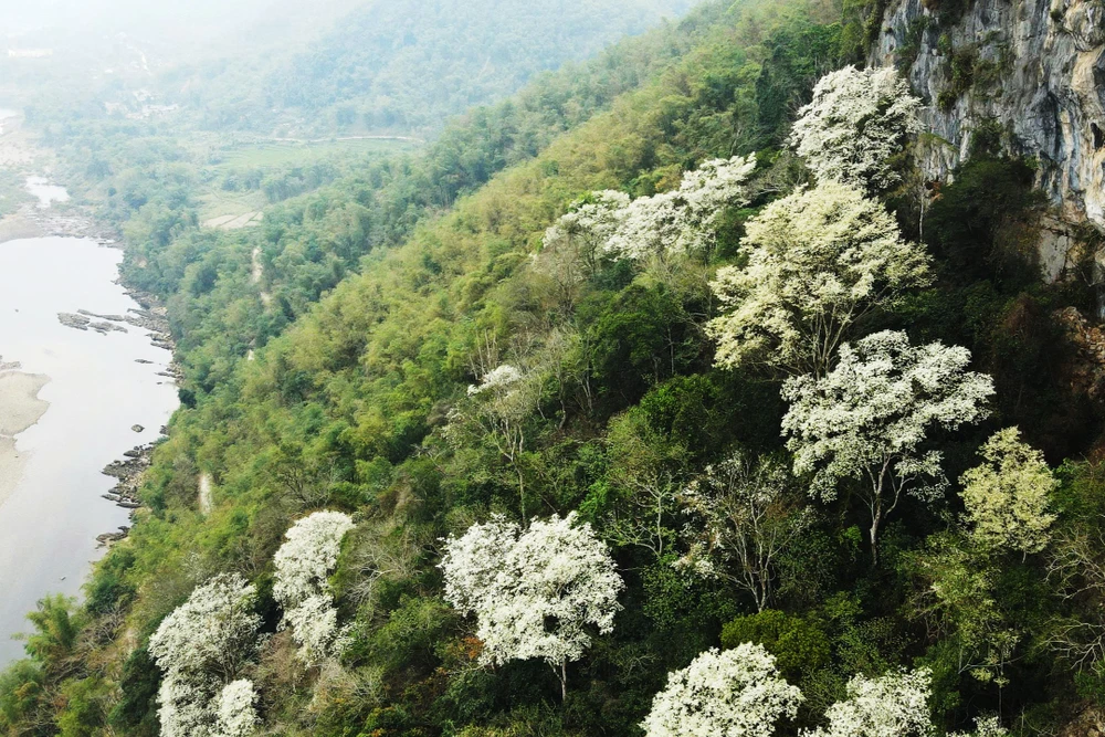 Hoa thàn mát nở trắng tinh khôi giữa núi rừng miền Tây xứ Thanh-16.jpg