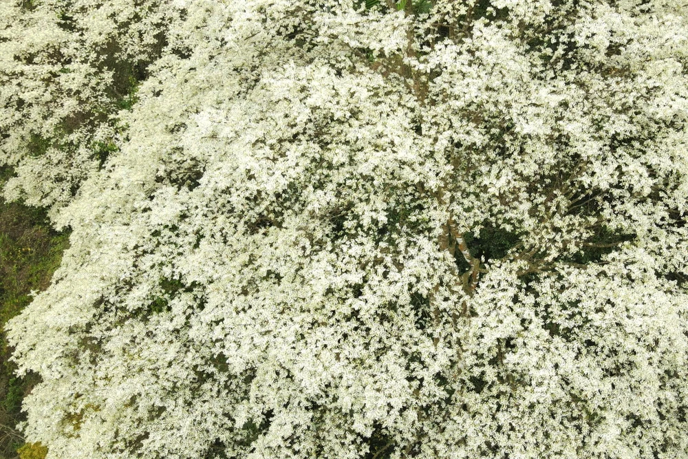 Hoa thàn mát nở trắng tinh khôi giữa núi rừng miền Tây xứ Thanh-17.jpg