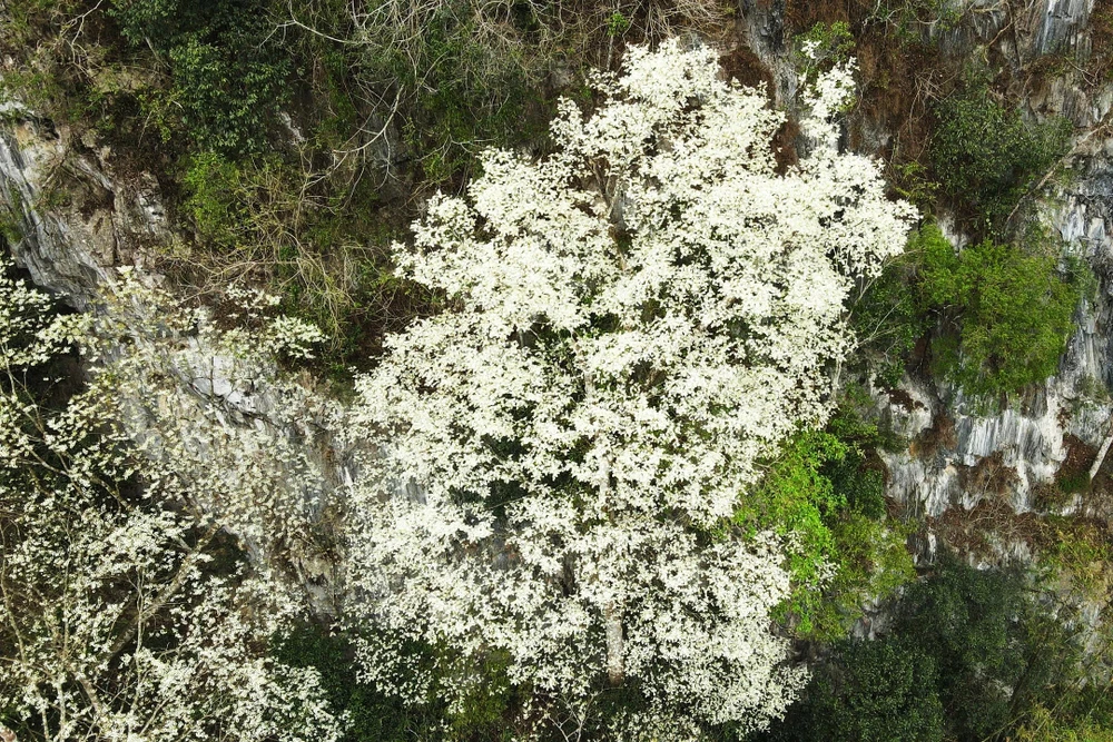 Hoa thàn mát nở trắng tinh khôi giữa núi rừng miền Tây xứ Thanh-19.jpg