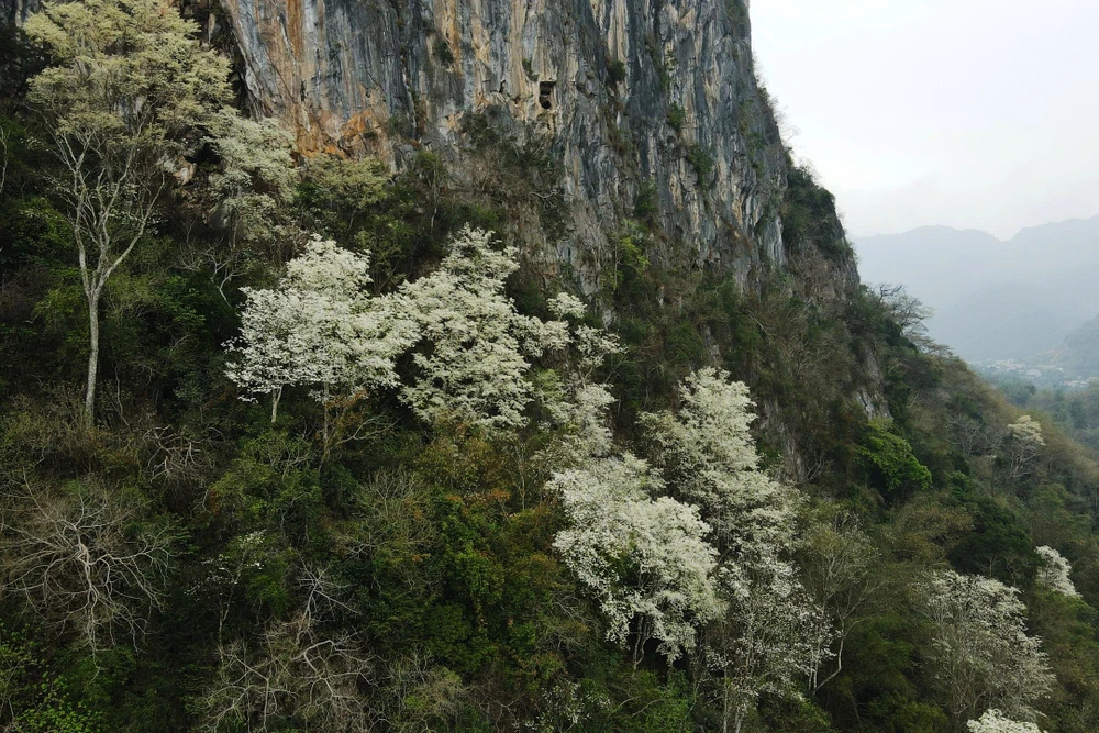 Hoa thàn mát nở trắng tinh khôi giữa núi rừng miền Tây xứ Thanh-20.jpg