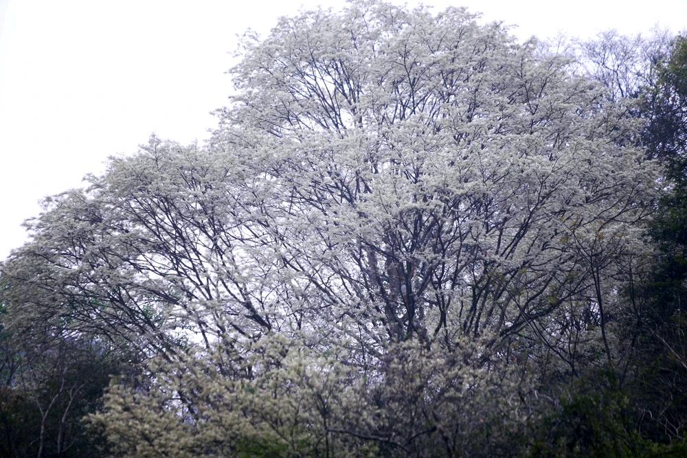 Hoa thàn mát nở trắng tinh khôi giữa núi rừng miền Tây xứ Thanh-21.jpg