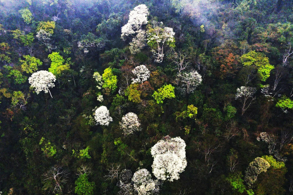 Hoa thàn mát nở trắng tinh khôi giữa núi rừng miền Tây xứ Thanh-3.jpg