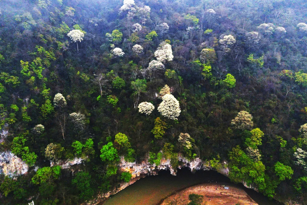 Hoa thàn mát nở trắng tinh khôi giữa núi rừng miền Tây xứ Thanh-4.jpg