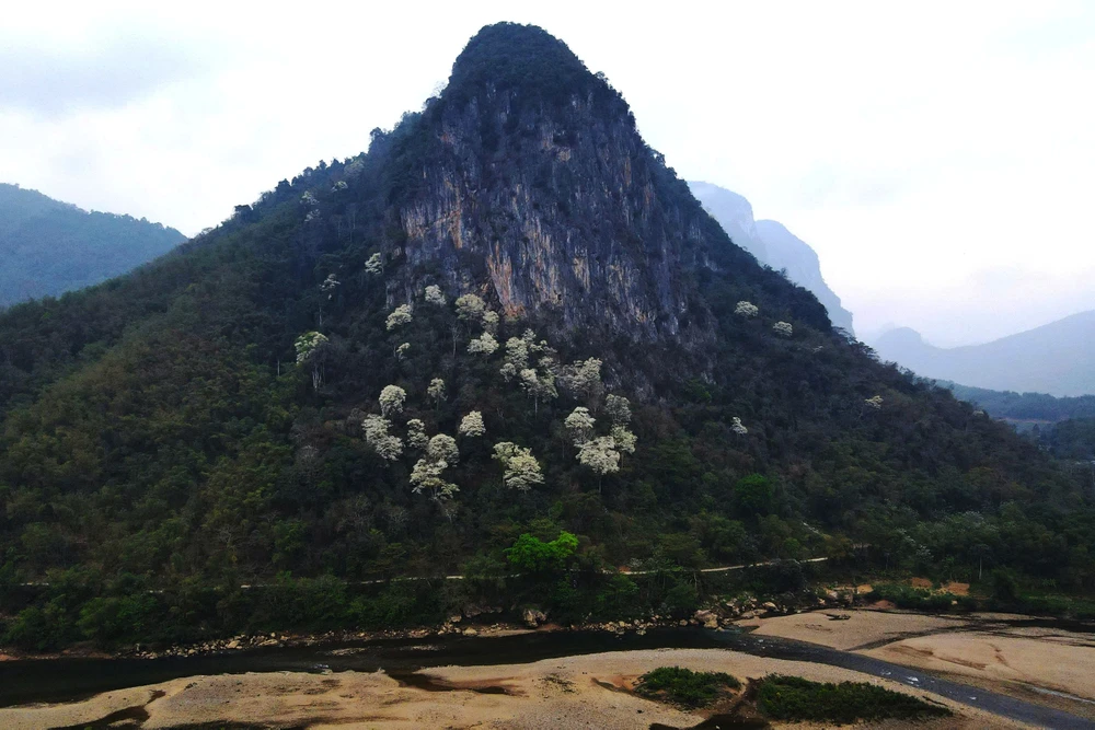 Hoa thàn mát nở trắng tinh khôi giữa núi rừng miền Tây xứ Thanh-5.jpg