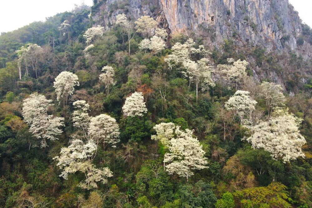 Hoa thàn mát nở trắng tinh khôi giữa núi rừng miền Tây xứ Thanh-6.jpg