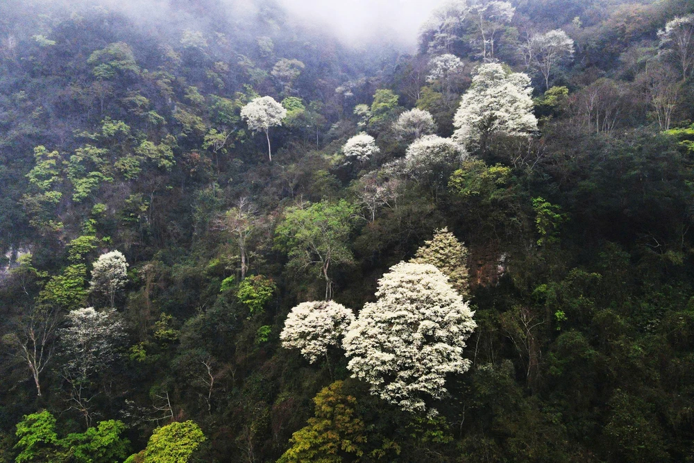 Hoa thàn mát nở trắng tinh khôi giữa núi rừng miền Tây xứ Thanh-.jpg
