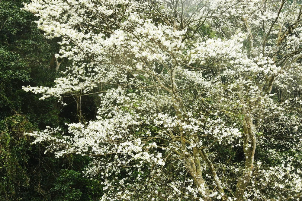 Hoa thàn mát nở trắng tinh khôi giữa núi rừng miền Tây xứ Thanh-8.jpg