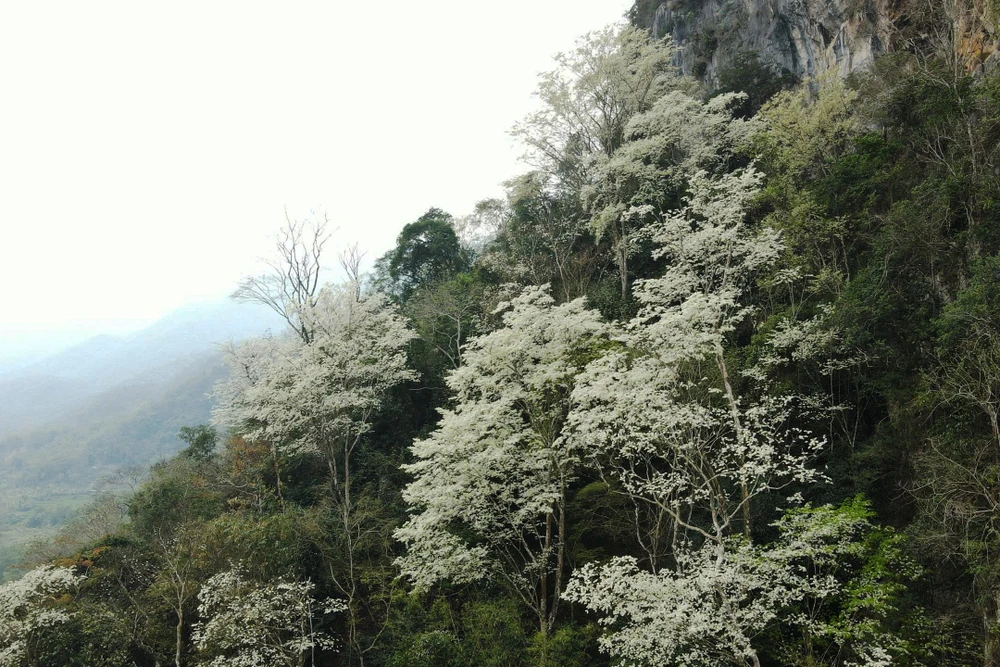 Hoa thàn mát nở trắng tinh khôi giữa núi rừng miền Tây xứ Thanh-9.jpg