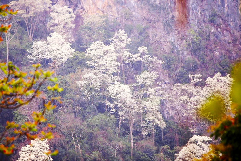 -Mùa hoa thàn mát-.jpg