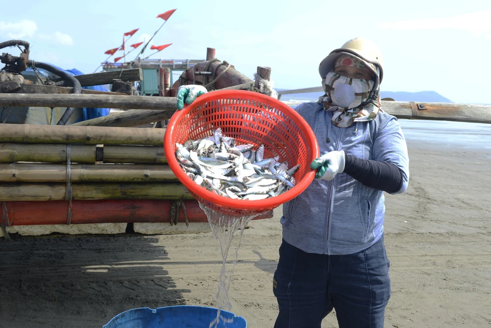 Giá xăng dầu tăng, ngư dân Thanh Hóa bám biển mưu sinh mùa cá trích-10.JPG