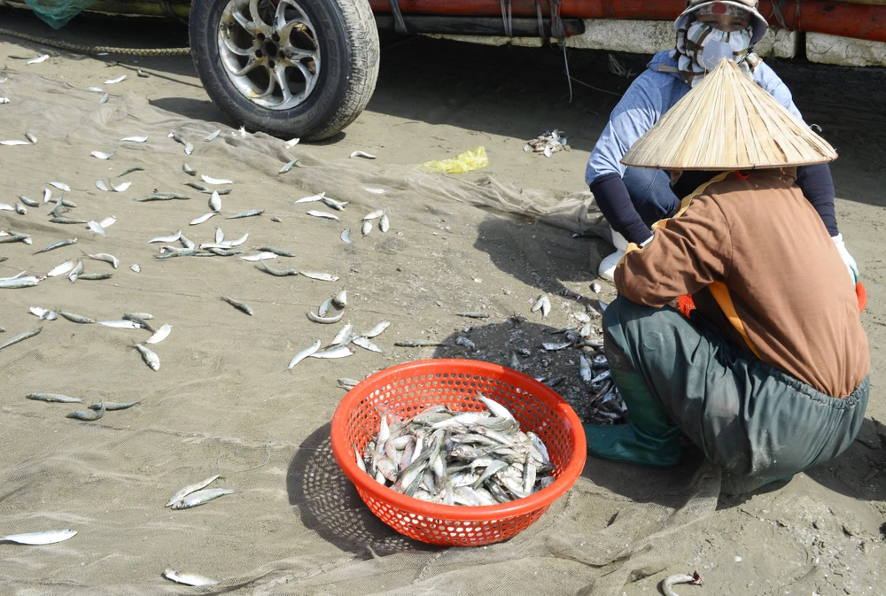 Giá xăng dầu tăng, ngư dân Thanh Hóa bám biển mưu sinh mùa cá trích-11.JPG