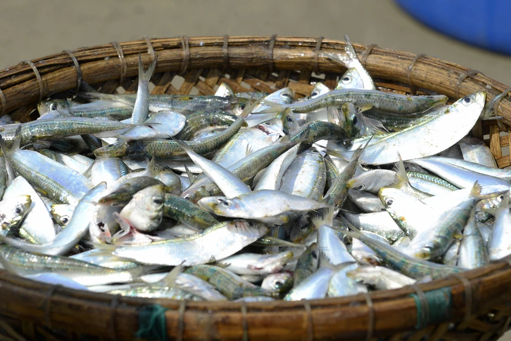 Giá xăng dầu tăng, ngư dân Thanh Hóa bám biển mưu sinh mùa cá trích-4.JPG