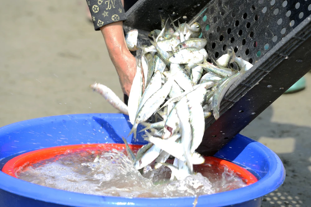 Giá xăng dầu tăng, ngư dân Thanh Hóa bám biển mưu sinh mùa cá trích-6.JPG