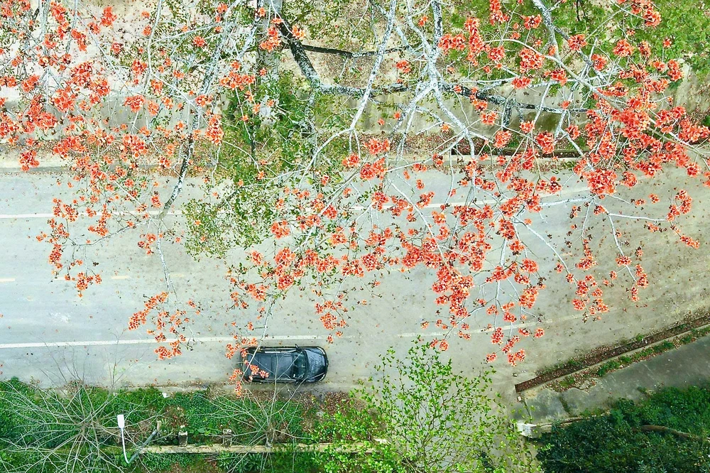 Chiêm ngưỡng hoa gạo đỏ rực bên sông Mã ở Thanh Hóa-11.jpeg