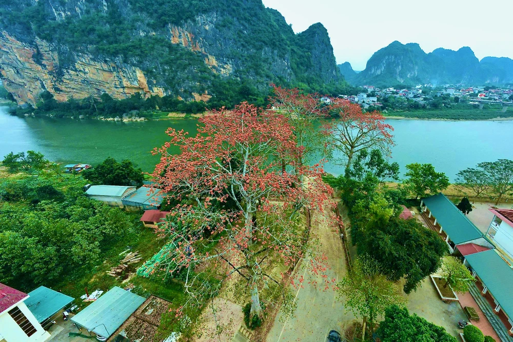 Chiêm ngưỡng hoa gạo đỏ rực bên sông Mã ở Thanh Hóa-14.jpeg