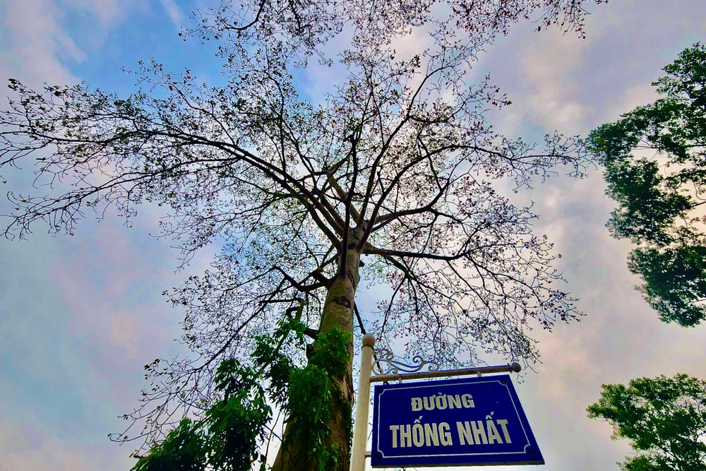 Chiêm ngưỡng hoa gạo đỏ rực bên sông Mã ở Thanh Hóa-15.jpeg