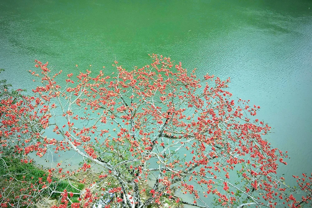 Chiêm ngưỡng hoa gạo đỏ rực bên sông Mã ở Thanh Hóa-3.jpeg.jpeg
