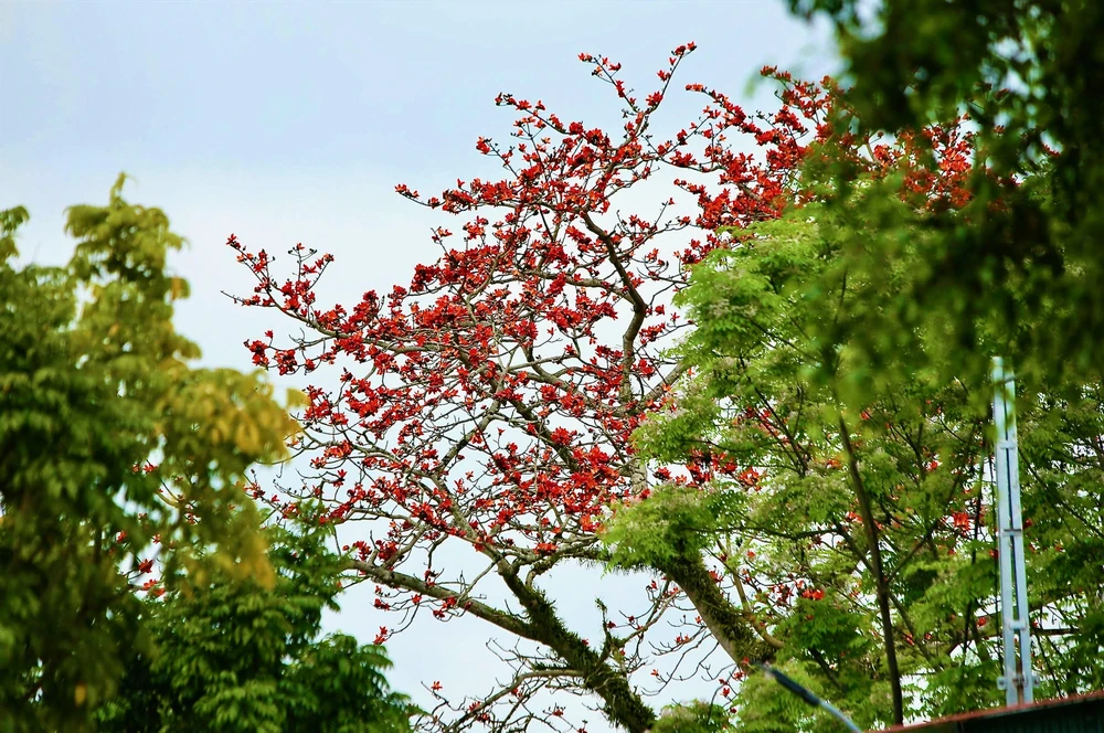 Chiêm ngưỡng hoa gạo đỏ rực bên sông Mã ở Thanh Hóa-.jpeg