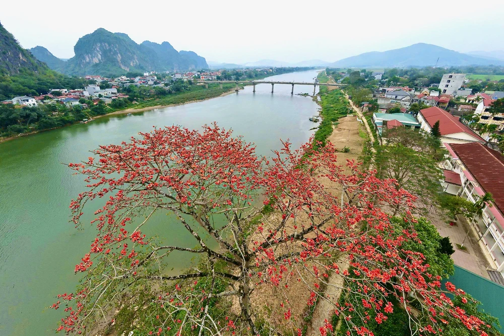 Chiêm ngưỡng hoa gạo đỏ rực bên sông Mã ở Thanh Hóa-7.jpeg