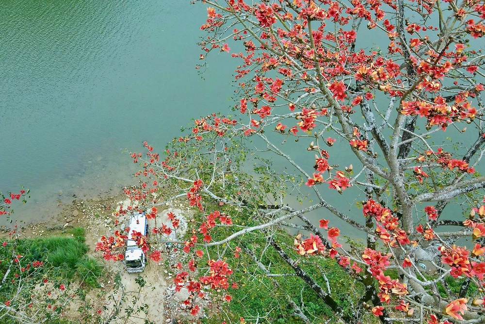 Chiêm ngưỡng hoa gạo đỏ rực bên sông Mã ở Thanh Hóa-9.jpeg